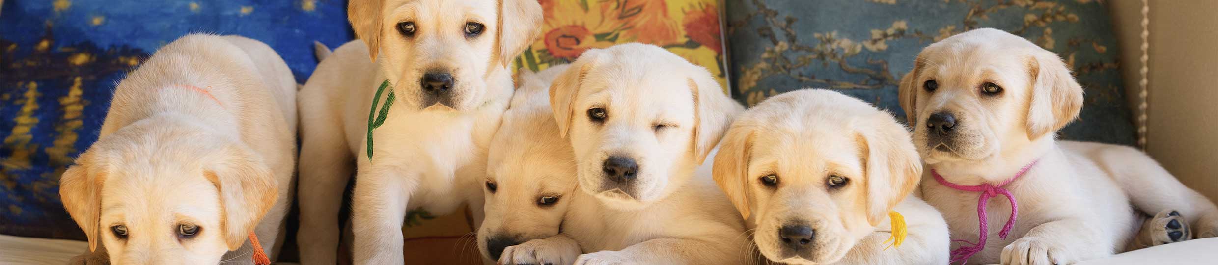 後援会の活動に参加する