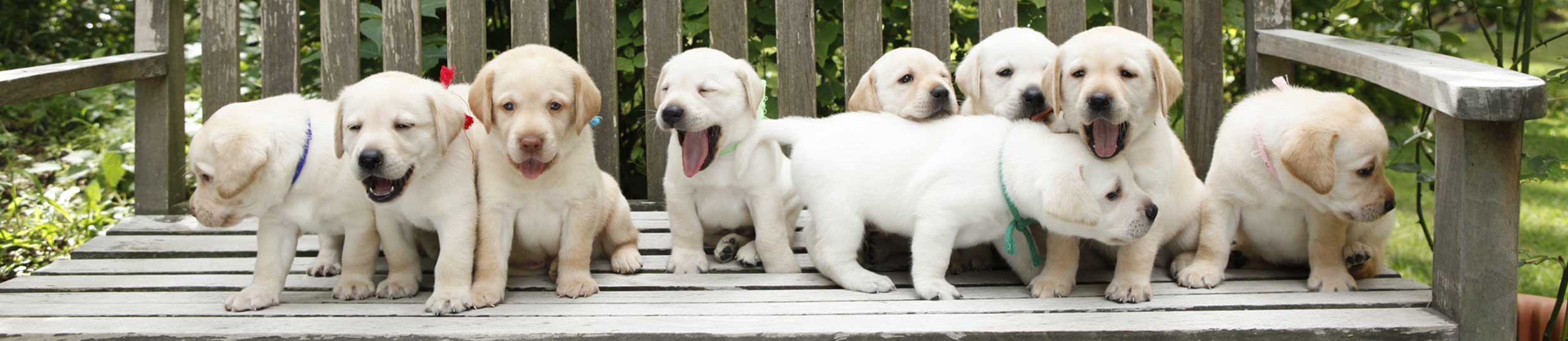 アイメイト後援会